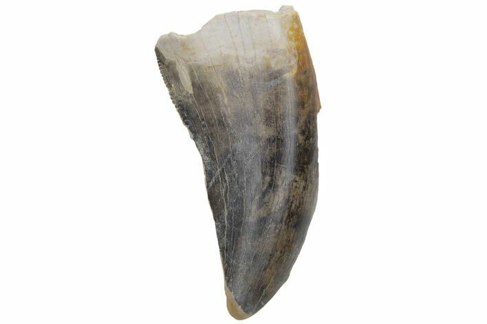 Partial Tyrannosaur (Nanotyrannus?) Tooth - North Dakota #220666